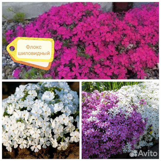 Флокс шиловидный, тимьян лимоннопахнущий
