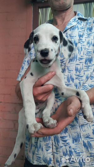 Щенки Далматина