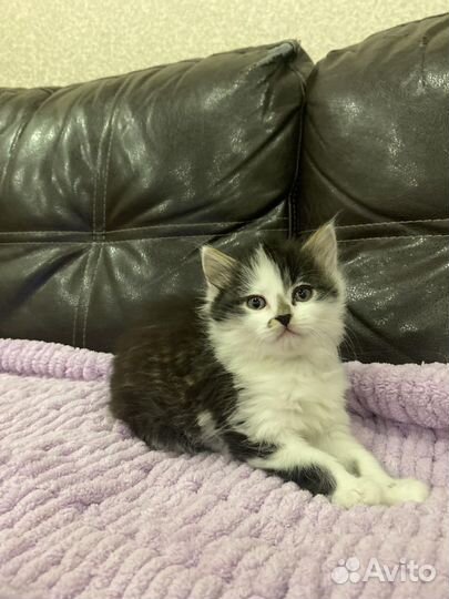 Котята
