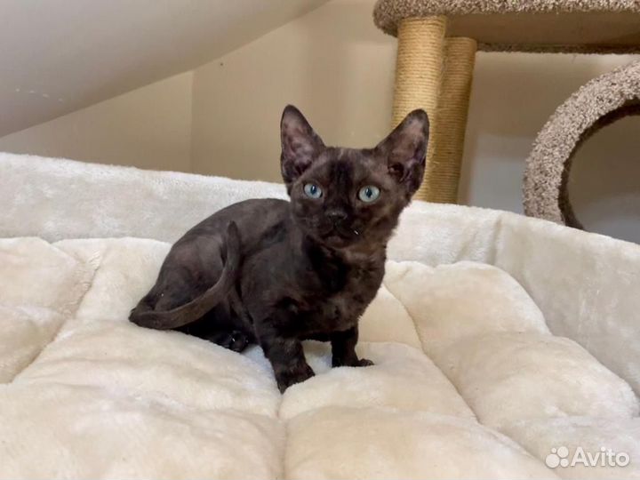 Девон рекс черный Артемон
