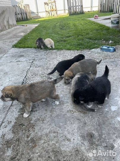 Собака хаски