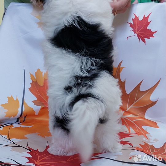 Бивер девочка РКФ