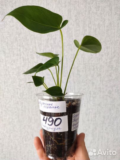 Комнатные растения