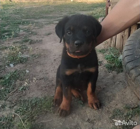 Щенки ротвейлера