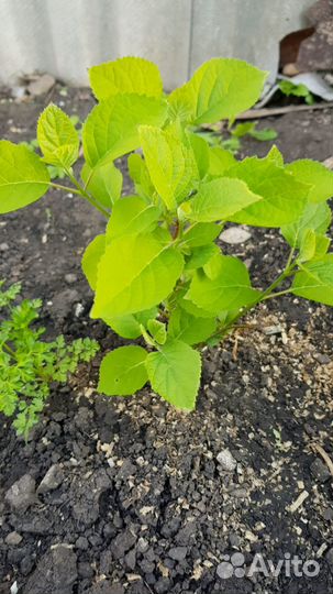 Гортензия саженцы