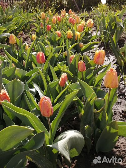 Луковицы тюльпанов