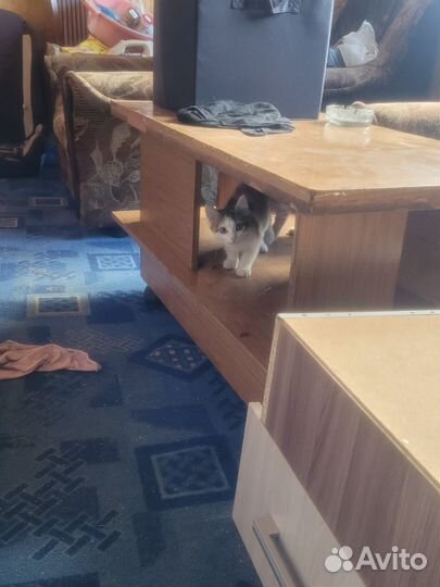 Котята в добрые руки бесплатно