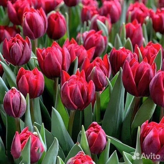 Тюльпаны микс голландские