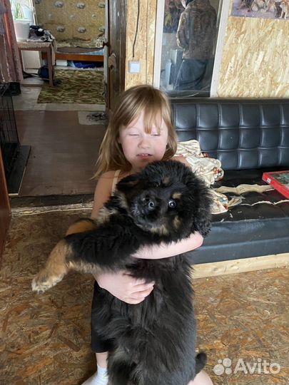 Тибетский мастиф