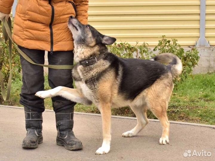 Помогите Оскару