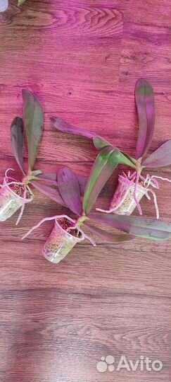 Орхидея фаленопсис