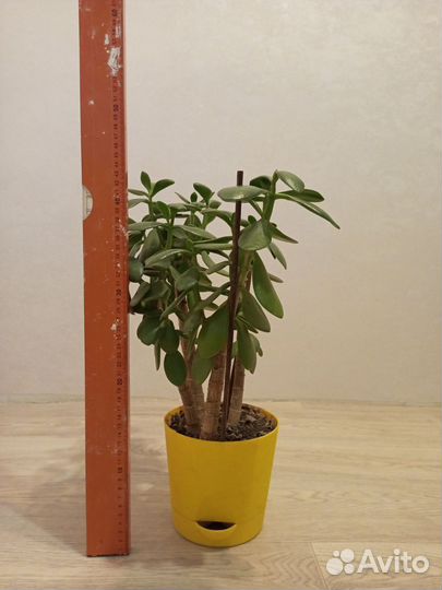 Крассула толстянка, фикус, финик