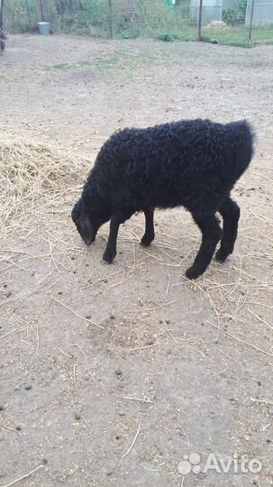 Курдючные барашки