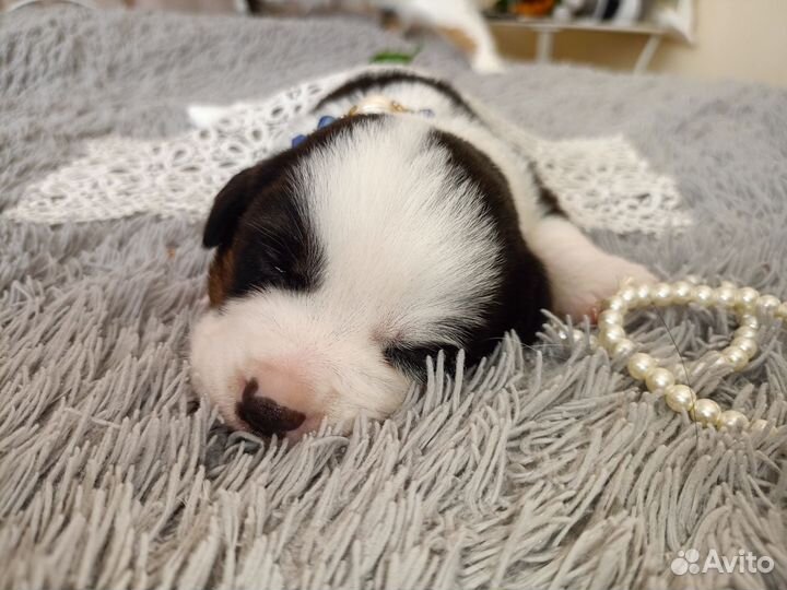 Щенки вельш-корги кардиган