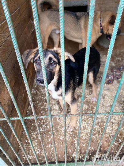 Щенок из приюта учится быть счастливым ищет дом