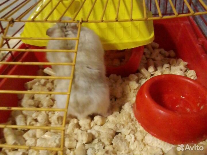 Продам хомяка