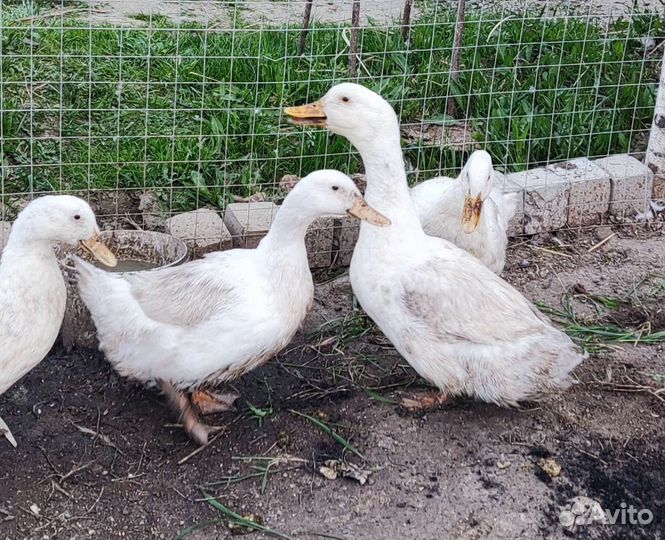 Утка пекинская. 4шт