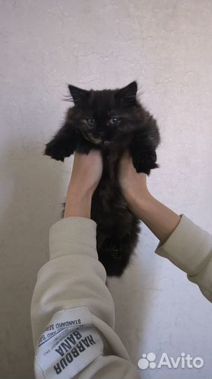 Котенок