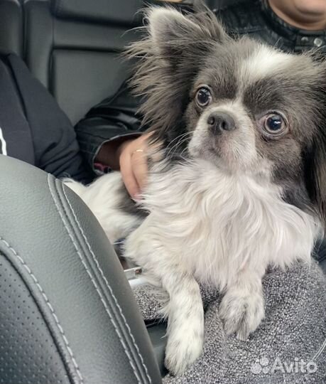 Вязка кобель чихуахуа