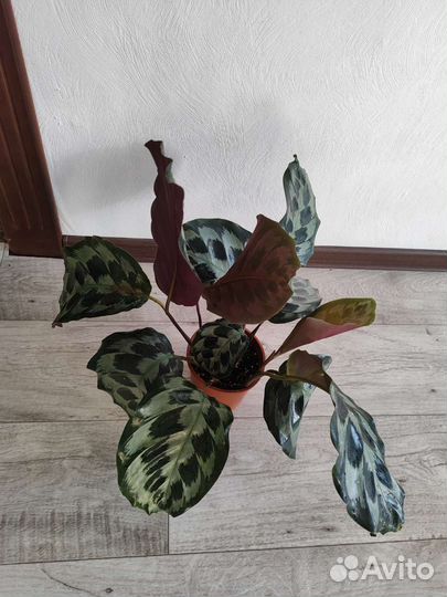Калатея хелен кеннеди