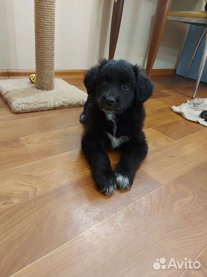 Щеночек девочка в добрые руки