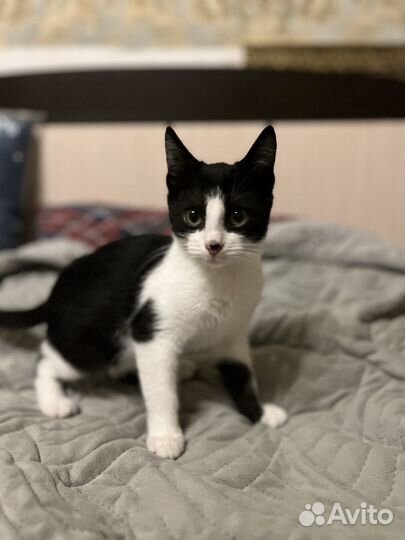 Котенок 3,5 месяца ищет дом