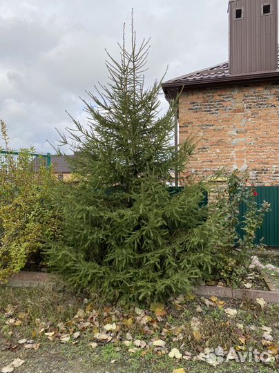 Продам ёлки