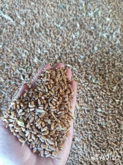 Кормовые, зерновые