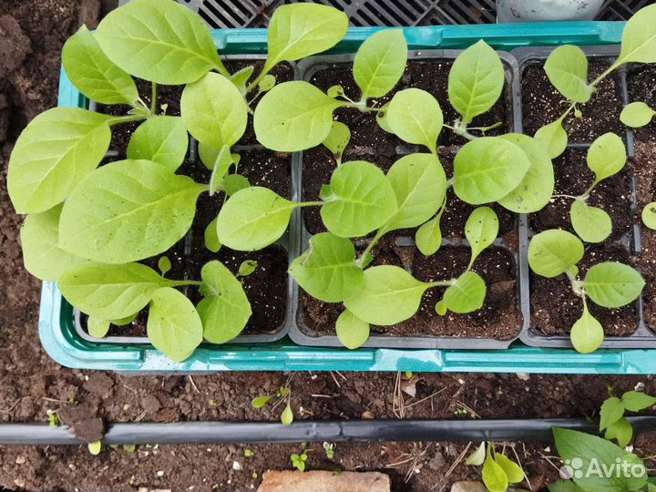 Табак Вирджиния 202,мяты,калина,чубушник и др