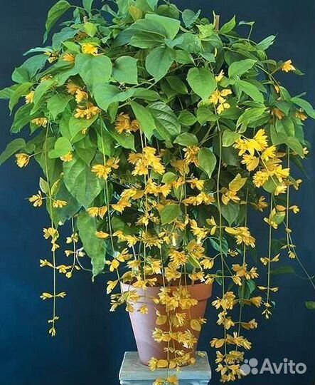 Петровитекс Квисквалис Фагрея Мандевилла. Экзоты