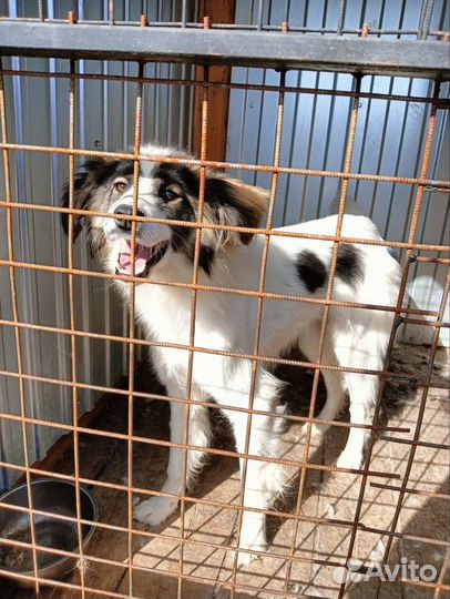 Собака с приюта в добрые руки