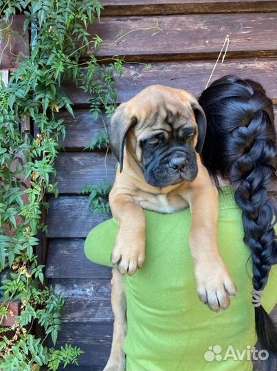 Девочки бульмастифочки