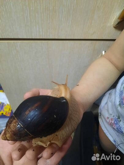 Улитки Ахатины бесплатно