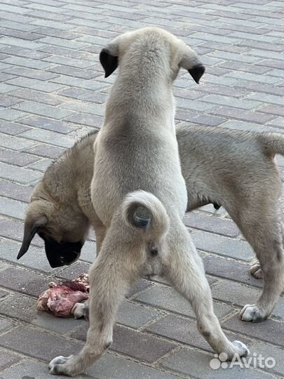 Щенки турецкого кангала