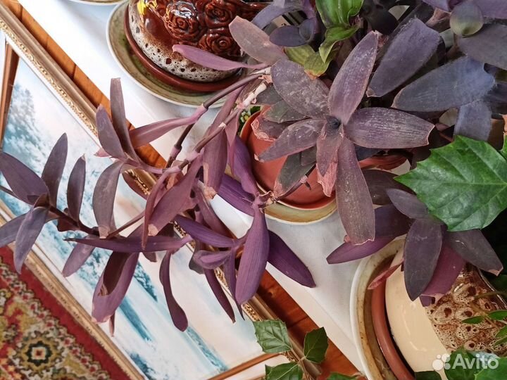 Хлорофитум цветок домашний