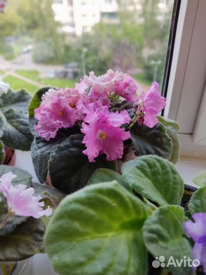 Фиалка рассада