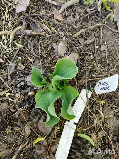 Хосты мышиной серии