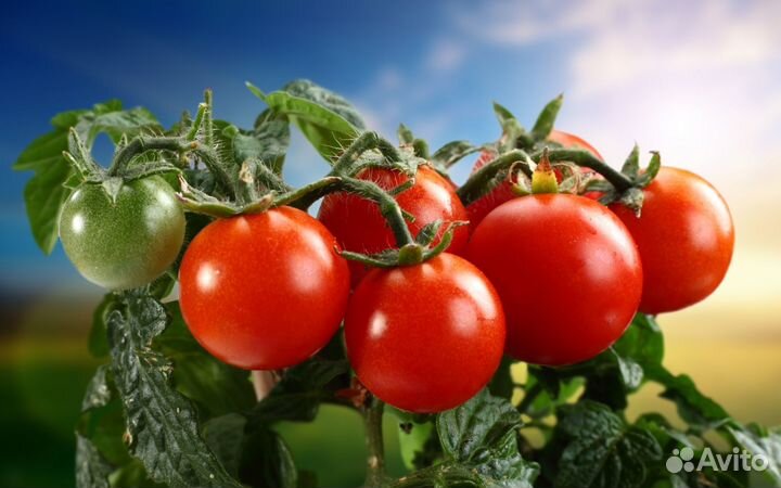 Упаковка помидор/разнорабочие на подработку