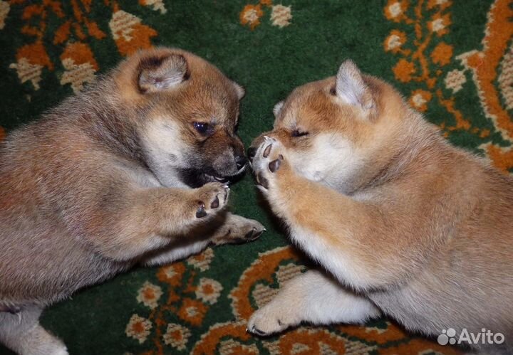 Щенки сиба ину