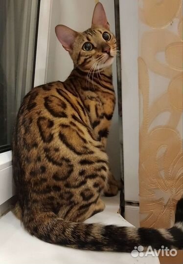 Передержка - гостиница для кошек