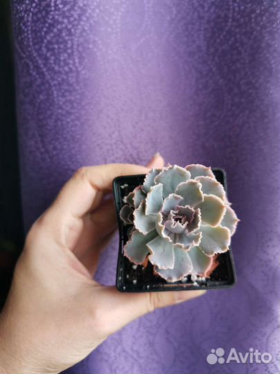 Суккуленты крассула, эчеверия, седум, аихризон