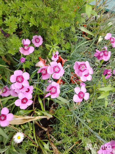 Садовые цветы