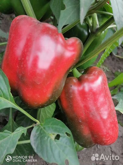 Рассада перца Русский гигант желтый