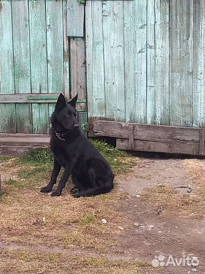 Чистокровная немка