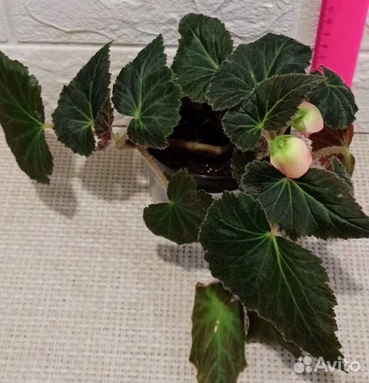 Комнатные растения разные