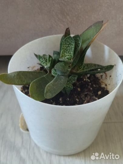 Комнатные растения