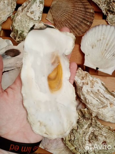 Морские ракушки раковины