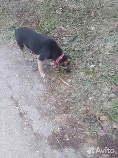 Стерилизованная,обработана от паразитов.Любитдетей