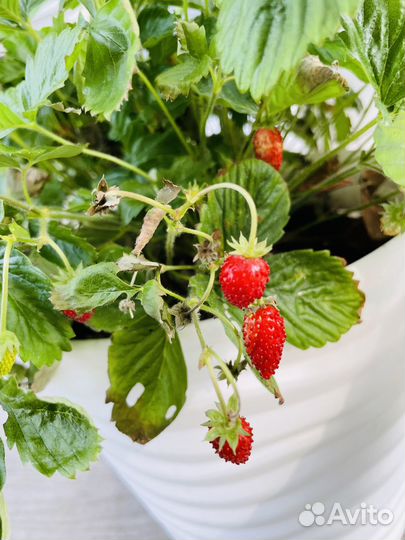 Рассада клубники Альба Азия Джоли
