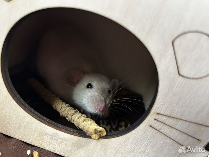 Крыски, ручные крысы обыкновенные